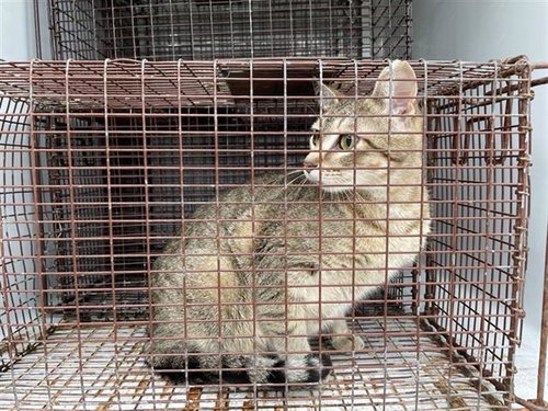 A654759, Adult Domestic Short Hair (medium coat), cat for adoption in Friendswood, Texas