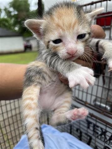 A654761, Adult Domestic Short Hair (medium coat), cat for adoption in Friendswood, Texas