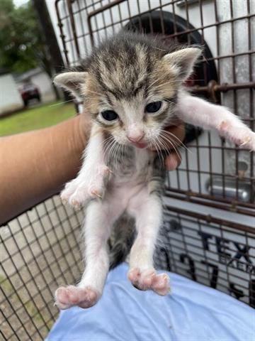 A654762, Adult Domestic Short Hair (medium coat), cat for adoption in Friendswood, Texas