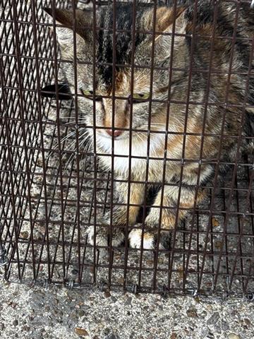 A654763, Adult Domestic Short Hair (short coat), cat for adoption in Friendswood, Texas