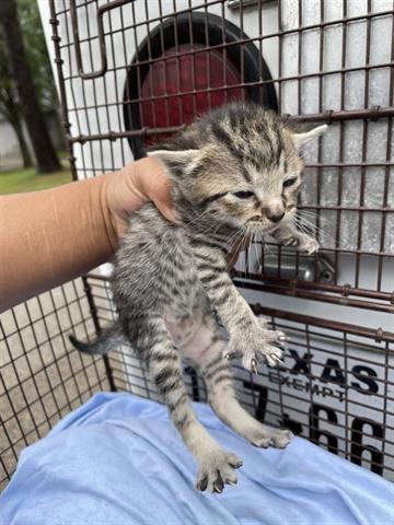 A654764, Adult Domestic Short Hair (medium coat), cat for adoption in Friendswood, Texas