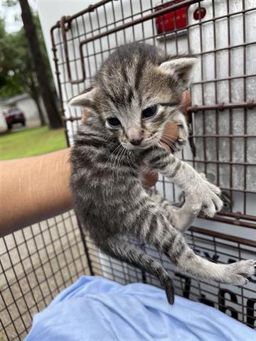 A654765, Adult Domestic Short Hair (medium coat), cat for adoption in Friendswood, Texas
