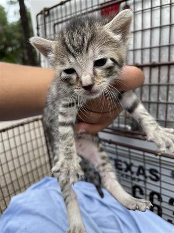 A654766, Adult Domestic Short Hair (medium coat), cat for adoption in Friendswood, Texas
