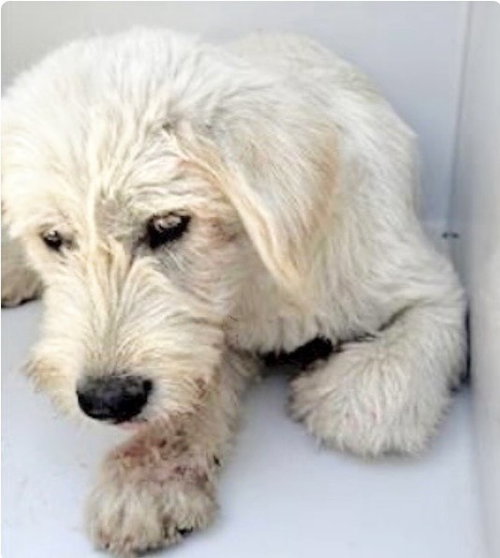 DE'MORA, an adoptable Poodle in Houston, TX