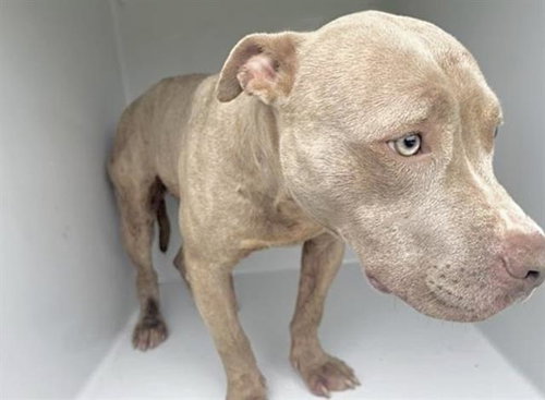 TITO, an adoptable Staffordshire Bull Terrier in Houston, TX