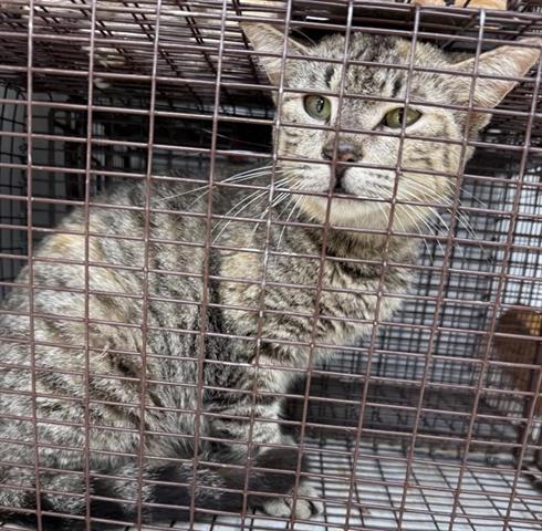 A654782, Adult Domestic Short Hair (short coat), cat for adoption in Friendswood, Texas