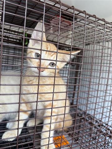 A654783, Baby Domestic Short Hair (short coat), cat for adoption in Friendswood, Texas