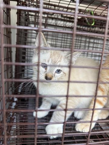 A654785, Baby Domestic Short Hair (short coat), cat for adoption in Friendswood, Texas