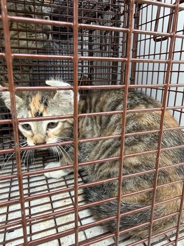 A654786, Baby Domestic Short Hair (short coat), cat for adoption in Friendswood, Texas