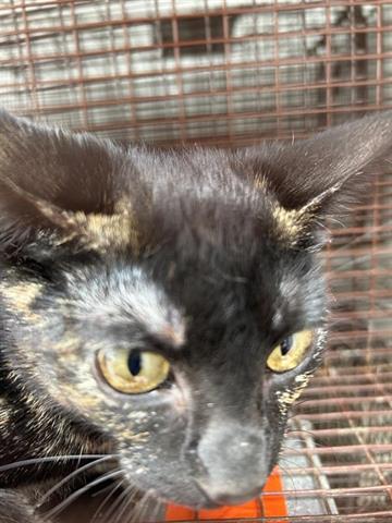 A654809, Baby Domestic Short Hair / Mixed (short coat), cat for adoption in Friendswood, Texas