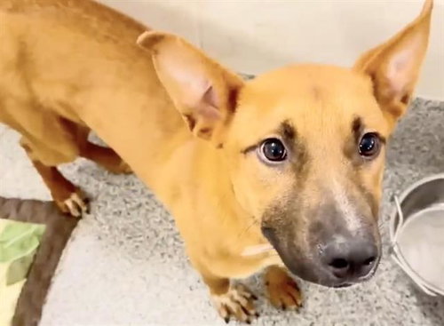 A654788, an adoptable Labrador Retriever in Houston, TX
