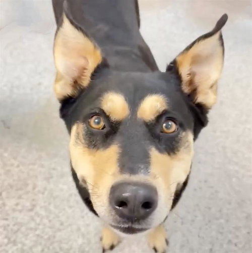 A654793, an adoptable Australian Kelpie in Houston, TX