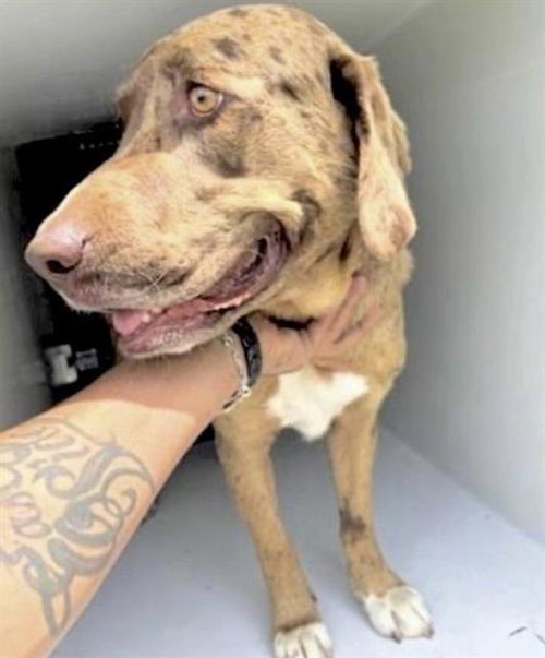 RANGER, an adoptable Catahoula Leopard Dog in Houston, TX