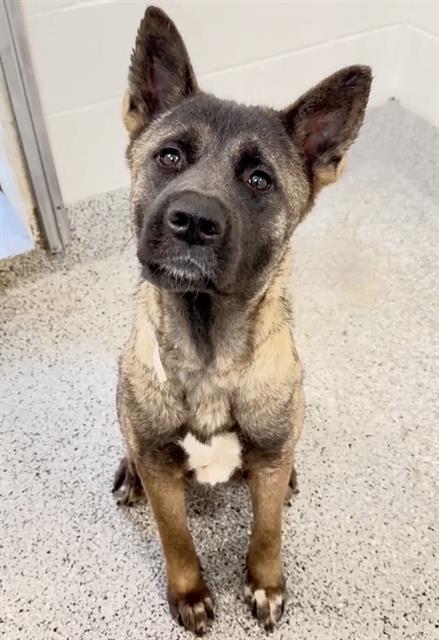 ARIEL, an adoptable Akita in Houston, TX