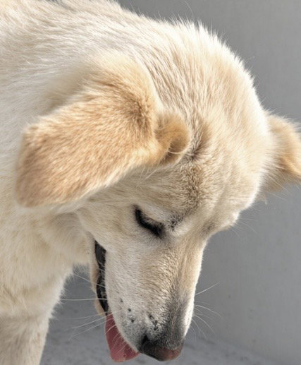 A654864, an adoptable Siberian Husky in Houston, TX
