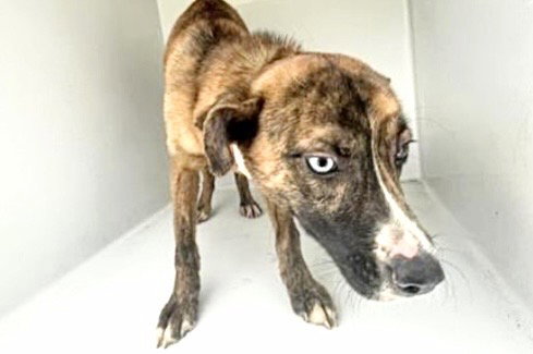 A654862, an adoptable Catahoula Leopard Dog in Houston, TX