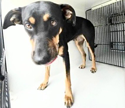 BUFFY, an adoptable Doberman Pinscher in Houston, TX