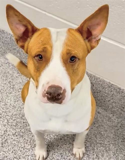 LIL WAYNE, an adoptable Pit Bull Terrier in Houston, TX