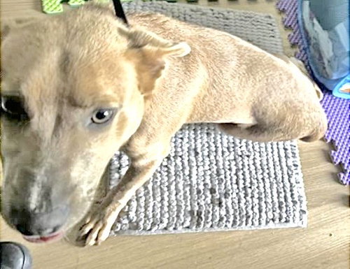 A654890, an adoptable American Pit Bull Terrier in Houston, TX