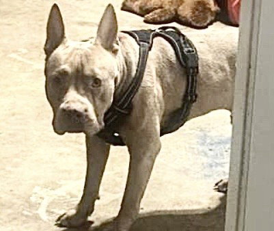 A654916, an adoptable Pit Bull Terrier in Houston, TX