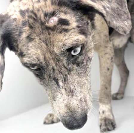 TRISTAIN, an adoptable Catahoula Leopard Dog in Houston, TX
