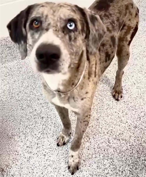 TRISTAIN, an adoptable Catahoula Leopard Dog in Houston, TX