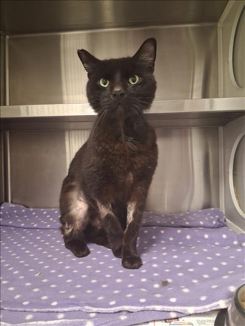 RAISIN, an adoptable Bombay in Houston, TX