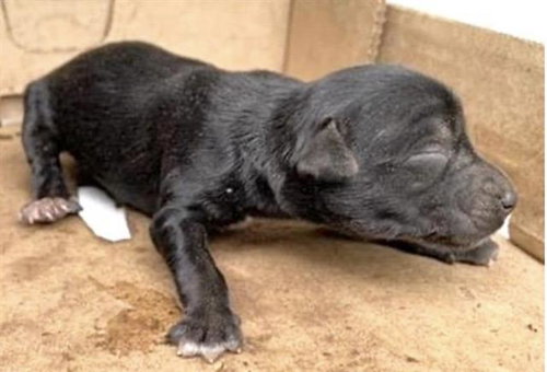A654951, an adoptable Pit Bull Terrier in Houston, TX