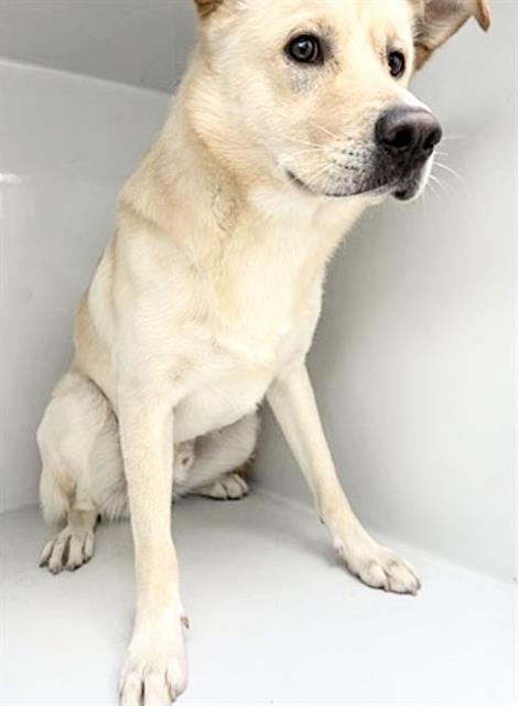 BOSLEY, an adoptable Golden Retriever in Houston, TX