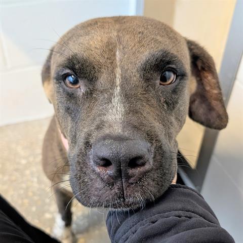 GENESIS, an adoptable Labrador Retriever in Houston, TX