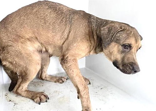ELLIE JR, an adoptable Labrador Retriever in Houston, TX