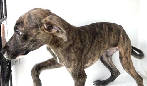 SCARFACE, an adoptable Plott Hound in Houston, TX