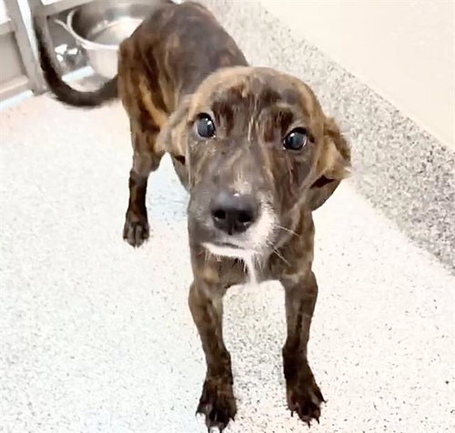 COOPER, an adoptable Plott Hound in Houston, TX