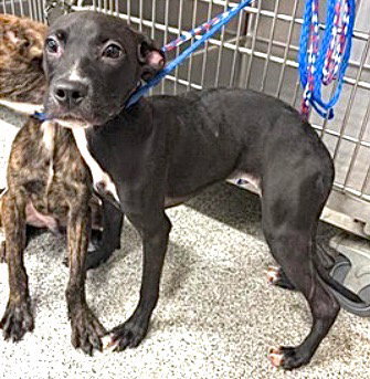GIRLY, an adoptable Plott Hound in Houston, TX
