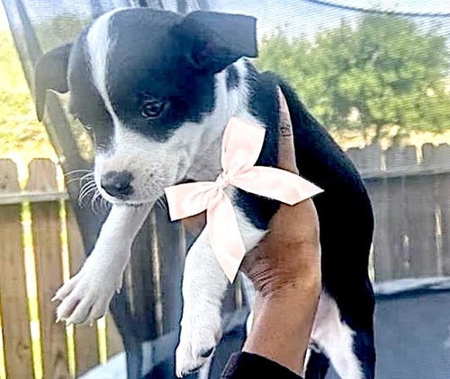 A655081, an adoptable Chihuahua in Houston, TX