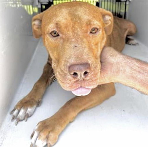 A655101, an adoptable American Pit Bull Terrier in Houston, TX