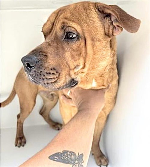 TOMMY, an adoptable Pit Bull Terrier in Houston, TX