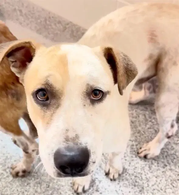 Bevo - Australian Cattle Dog/Blue Heeler
