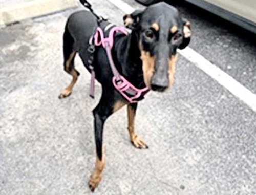 DENI, an adoptable Doberman Pinscher in Houston, TX