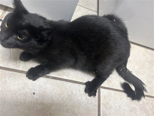 A655179, Young Domestic Short Hair (short coat), cat for adoption in League City, Texas