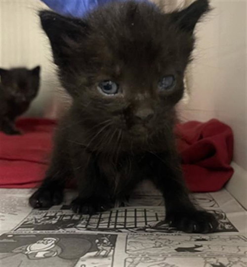 A655182, Baby Domestic Short Hair (short coat), cat for adoption in League City, Texas