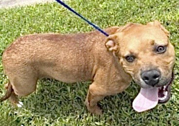 A655197, an adoptable Staffordshire Bull Terrier in Houston, TX