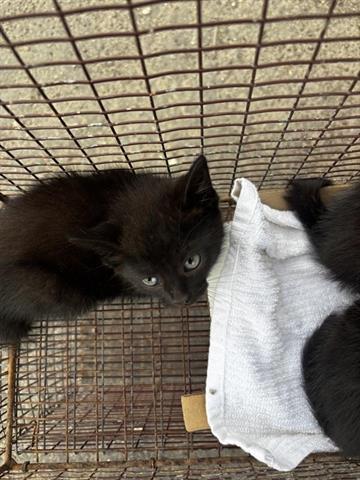 A655215, an adoptable Domestic Short Hair in Houston, TX