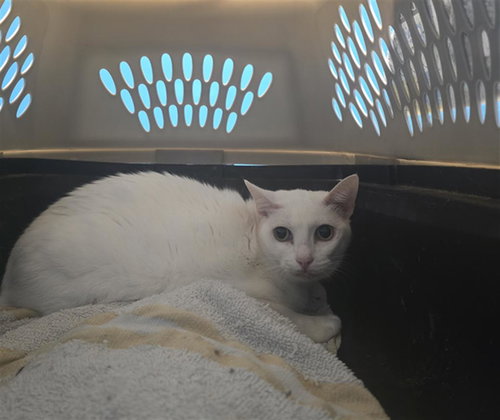 QUEEN, an adoptable Domestic Long Hair in Houston, TX