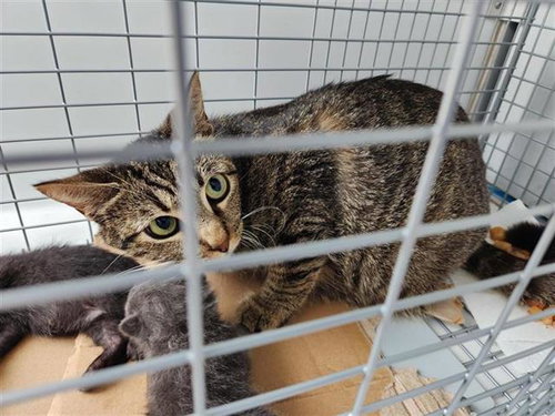 A655249, Adult Domestic Short Hair / Mixed (medium coat), cat for adoption in League City, Texas
