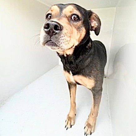 A655236, an adoptable Rottweiler in Houston, TX