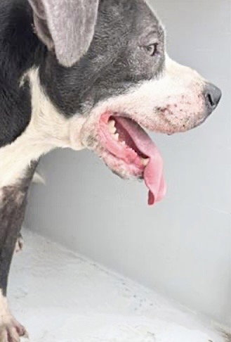 REYNALDO, an adoptable American Bulldog in Houston, TX