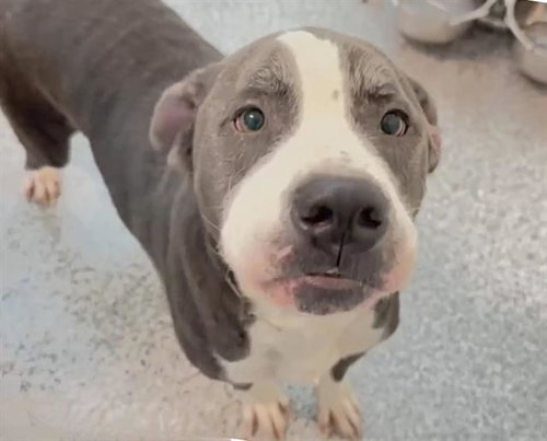 REYNALDO, an adoptable American Bulldog in Houston, TX