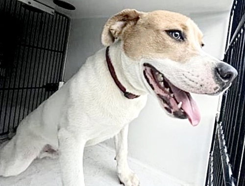A655282, an adoptable Pointer in Houston, TX