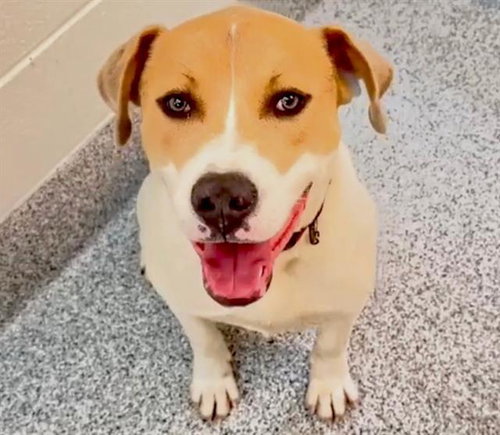 A655282, an adoptable Pointer in Houston, TX